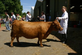 Dexter cow, Three Counties Show.jpg