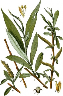 Salix alba Thomé 1904.jpg