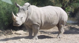 Rhinocéros blanc JHE.jpg