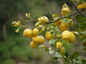 Limones.jpg