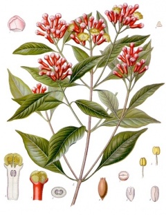 Syzygium aromaticum - Köhler–s Medizinal-Pflanzen-030.jpg