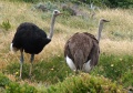 Ostriches.jpg