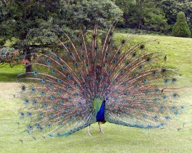 Peacock.displaying.jpg