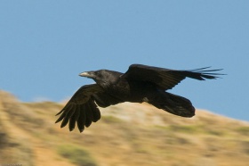 Common Raven in flight.jpg