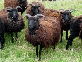 Flock of Hebridean Sheep.jpg
