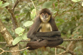 Spider monkey -Belize Zoo-8b.jpg