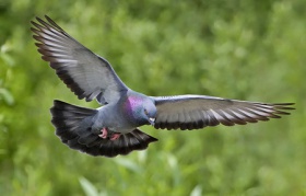 Feral pigeon.jpg
