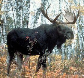 Moose superior.jpg