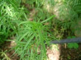 Artemisia dracunculus2.jpg