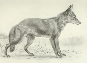 Coyote life study - Seton Thompson (1886).png