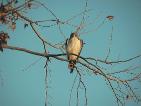 White-tailed Hawk by toddkoym.jpg