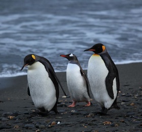 Penguins walking.jpg