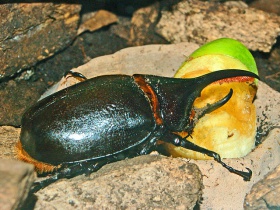 Scarabaeidae - Dynastes satanas.JPG