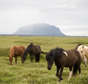 Icelandic ponies.jpg