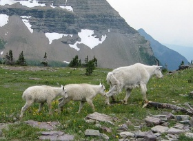 Mountain goats.jpg