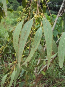 Eucalyptus camaldulensis 17.JPG