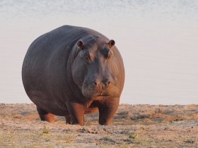 640px-Hippo at dawn.jpg