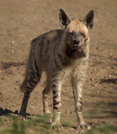 Striped Hyena Adult.jpg
