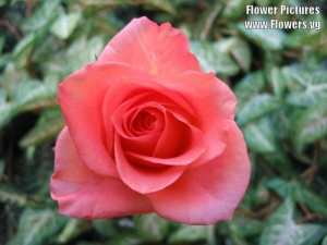 Rosa rose.jpg