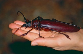 Titan beetle (Titanus giganteus) found by Jean NICOLAS.jpg