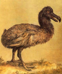 Hoefnagel dodo.jpg