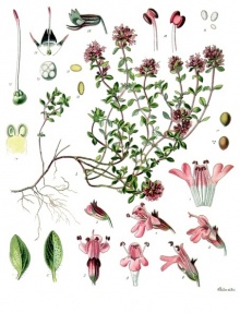 Thymus serpyllum - Köhler–s Medizinal-Pflanzen-138.jpg