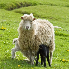 Porkeri sheep.jpg