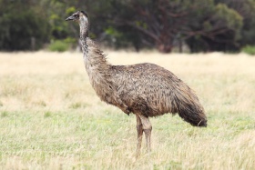 Emu-wild.jpg