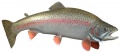Alaska rainbow trout.jpg