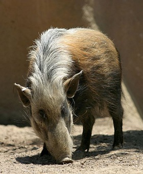 Southern Bush Pig.jpg