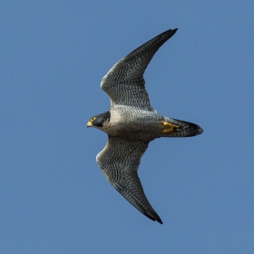 Falco peregrinus -Morro Rock, Morro Bay, California, USA -flying-8.jpg