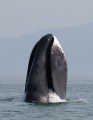 A bowhead whale breaches by Olga Shpak.jpg