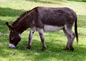 Donkey 1 arp 750px.jpg