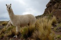 Alpacas Sillustani.jpg