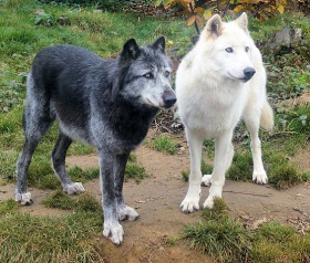 Black and White Wolves.jpg