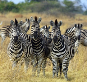 Zebra Botswana edit02.jpg