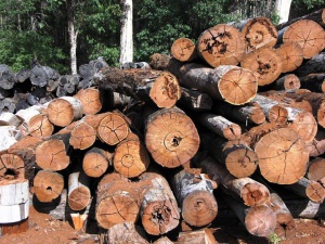 Timber.jpg