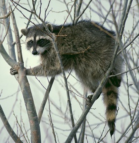 Raccoon climbing in tree - Cropped and color corrected.jpg