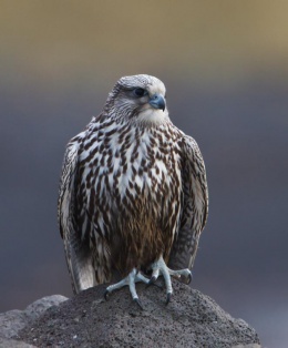 Gyr falcon - Falco rusticolus - Fálki 3.jpg