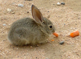 Eight week old Cottontail.jpg