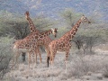 640px-Girafe réticulée 1.jpg