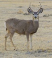 2012-mule-deer-male.jpg