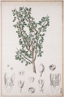 Balsamodendron ehrenbergianum00.jpg