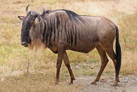 Blue Wildebeest, Ngorongoro.jpg