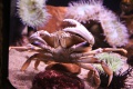 Dungeness Crab (cancer magister) (7007262394).jpg